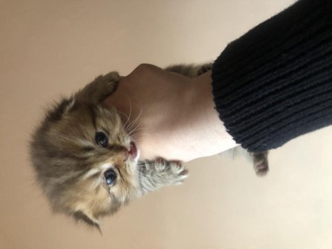 Scottish fold ve scottish blue point 1-2 aylık yavru