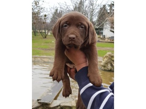 Üreticiden a plus kalite labrador yavrular