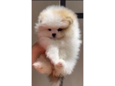 2 aylık dişi pomeranian yavru