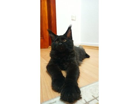 Dernek kayıtlı full şecereli aşıları tamam maine coon erkek
