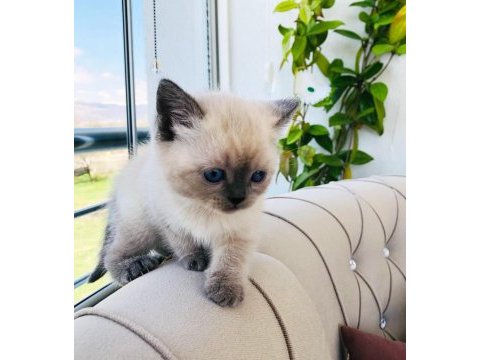 Scottish fold british blue point siyam