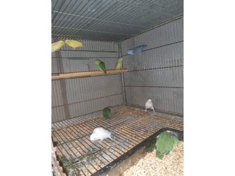   ela petshop’un minik güzellikleri: forpus papağanları