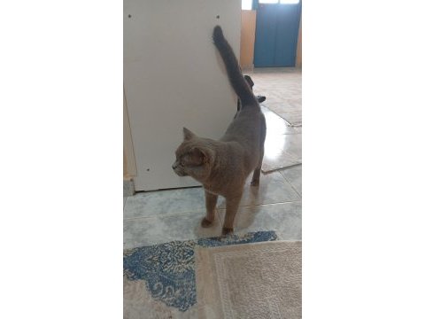 Adı tommy erkek kedimiz 2 yaşında konuşabilir adını biliyor