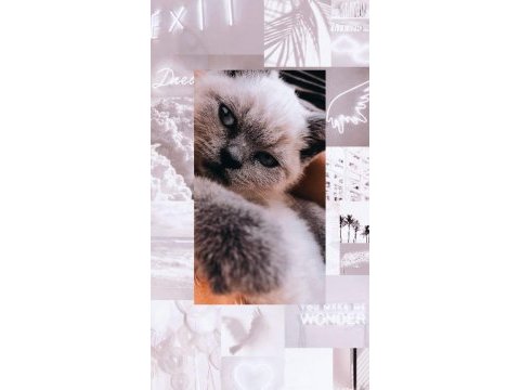 Ücretli sahiplendirme scottish fold