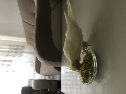 Lutino sultan papağanı bebek yeni yeme düştü