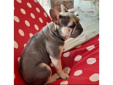 Sahiplendirme french bulldog