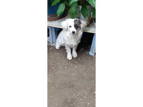6 aylık yavru köpeğimiz kokoni dişi