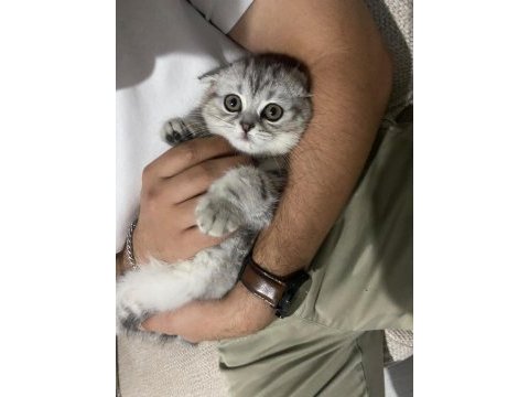 Scottish fold yavru 2 aylık dişi