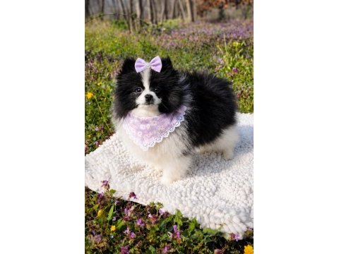 Özel görünümlü black ve white pomeranian boo yavrusu