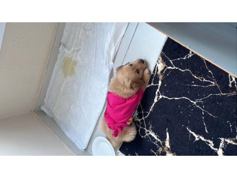 2 aylık baby face safkan golden retriever