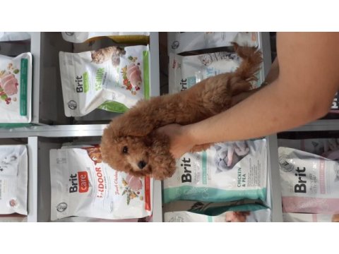 Poodle yavrularımız yeni yuvasını arıyor