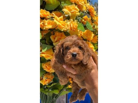 Safkan maltipoo bebekler yeni sahiplerini bekliyor
