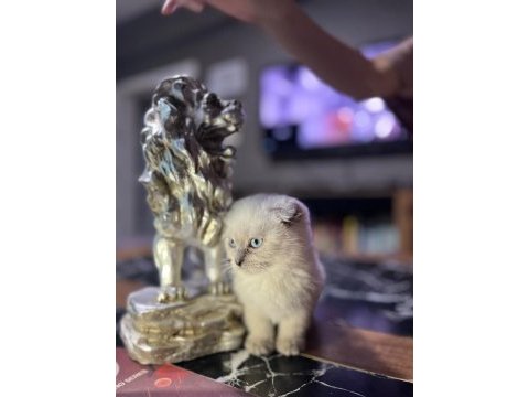 Saf kan scottish fold blue point