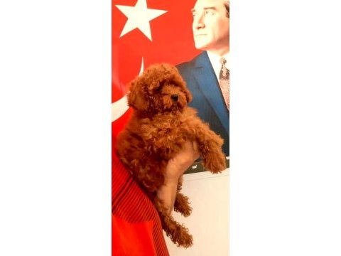 Toy poodle yavrularımız efsane bebişler