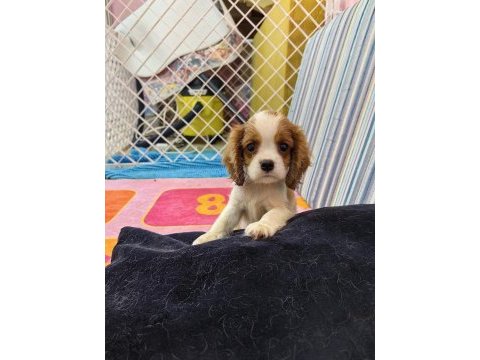En iyi pedigreye sahip cavalier king charles yavrular
