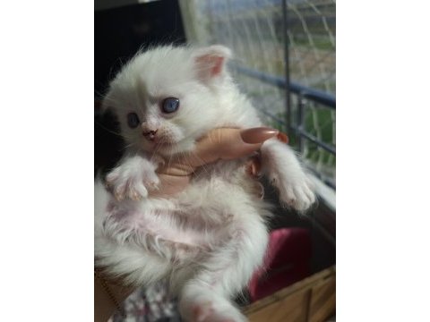 Irk ve sağlık garantili british longhair bebekler