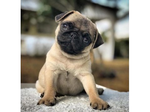 Irk ve sağlık garantili pug köpekler