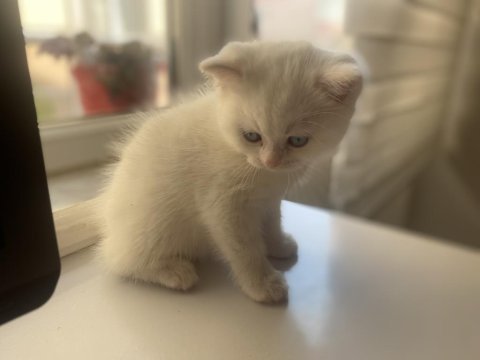 Safkan british shorthair