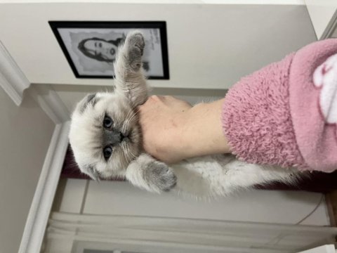 Blue point insan canlısı bebek scottish fold