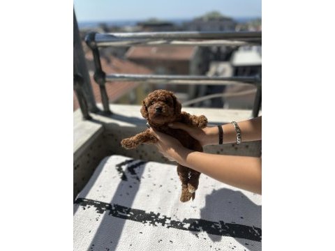 Toy poodle dişi ve erkek