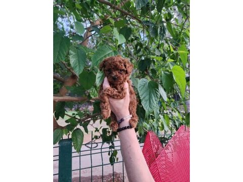 Toy poodle köpeğimiz antalya