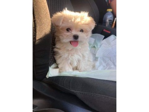 Poodle görünümlü maltipoo (f2)