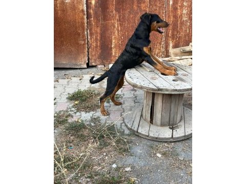 Dişi doberman
