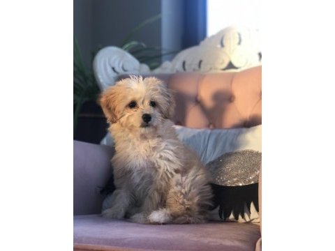 Maltipoo tuvalet eğitimli