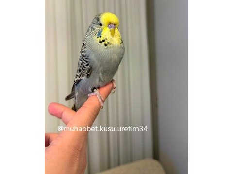 İstanbulda eve teslim akıllı konuşturmak için muhabbet