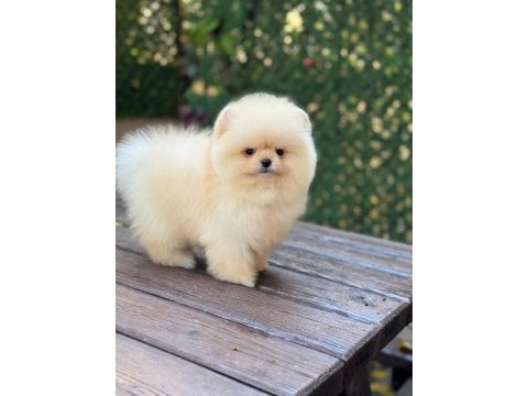 Orjinal pomeranian yavrular