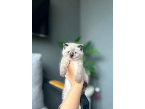 Brıtısh shorthair safkan yavrularım 