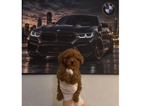 Üretim ve bakım ruhsatlı evimizden toy poodle