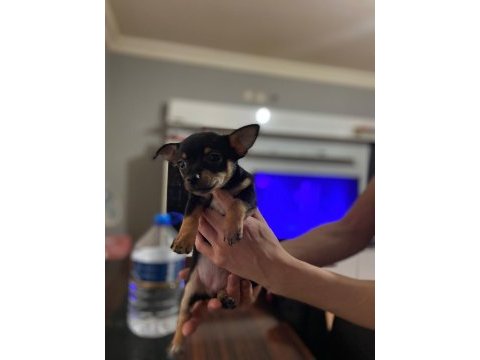 Yavru dişi chihuahua 6 aylık