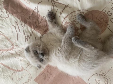 Bluepoint scottish fold yavrumuz