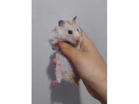 Hamster pilav hanım için sevgi dolu yeni bir yuva arayışı !