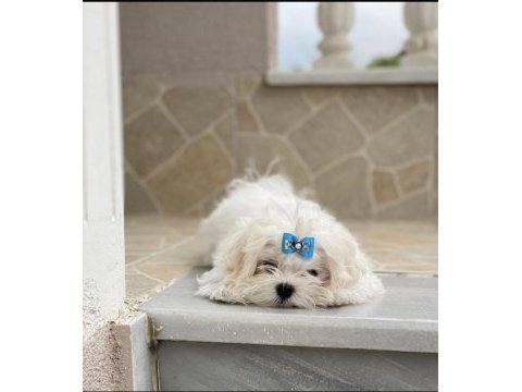 Safkan maltese yavru