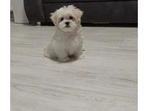 0 numara kore maltese