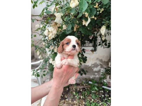 Irk garantili cavalier king charles yavrular