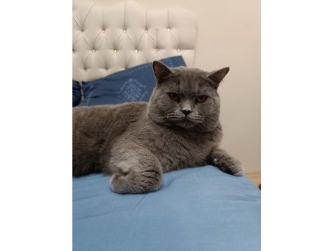 British shorthair kedimize yuva arıyoruz