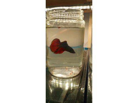 Betta balığı