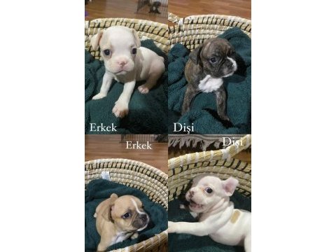 French bulldog yavrularımız yeni yuvalarına gitmeye hazır