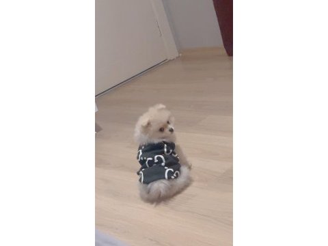 Sevimli ayı surat pomeranian boo