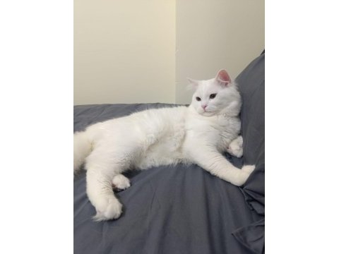4 adet bebiş dişi ve erkek karışık kediler