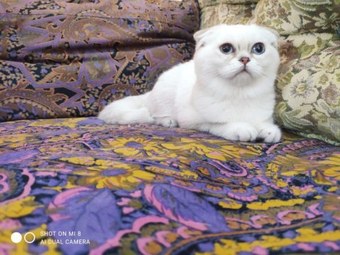 Kaliteli rus kedileri british shorthair