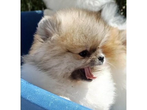 Pomeranian boo garantili yüksek kalite