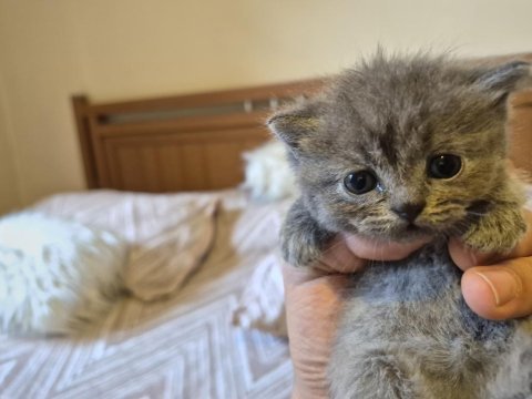 Blue point ve british shorthair yavrularımız yuva arıyor