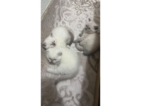 Kedilerim için rezervasyon başlamıştır