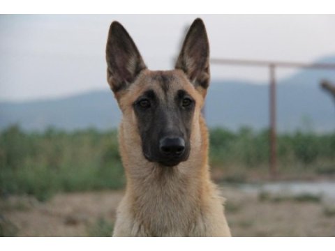 Fcı b şecere dişi malinois 10 aylık