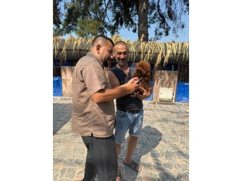 Kore toy poodle yavrularımız ruhsatlı çiftliğimizden