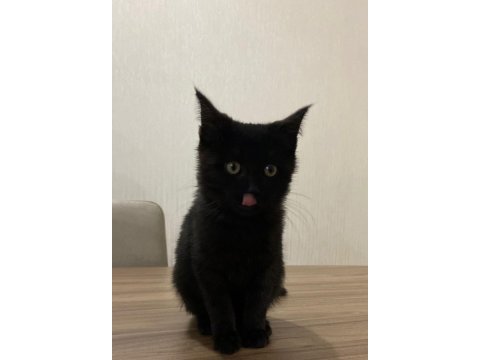 Siyah bebek kedimize yuva arıyoruz